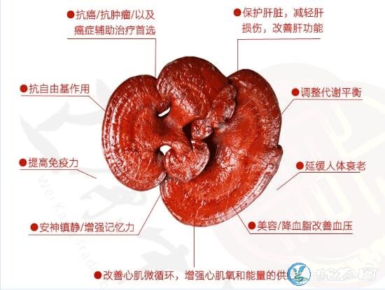 灵芝为什么补硒（灵芝含硒多少毫克）-硒宝网