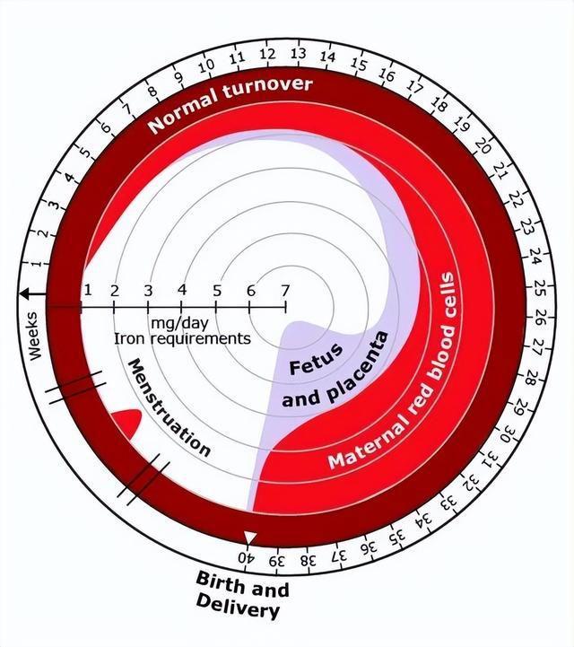 孕期什么时候补铁（怀孕期间补铁）-硒宝网