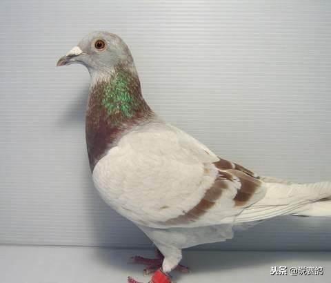 吃鸡蛋能补钙吗（鸡蛋能补钙吃到几个月）-硒宝网