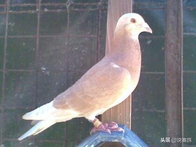 吃鸡蛋能补钙吗（鸡蛋能补钙吃到几个月）-硒宝网