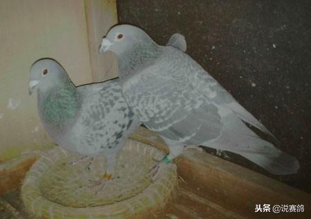 吃鸡蛋能补钙吗（鸡蛋能补钙吃到几个月）-硒宝网