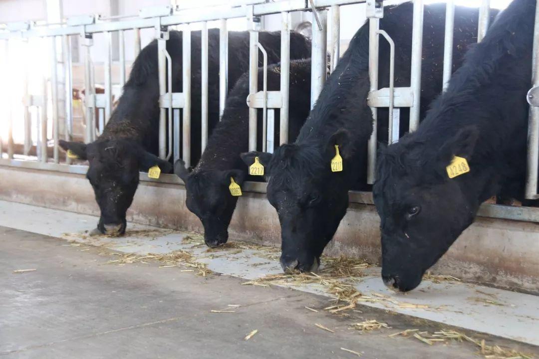 母牛缺硒怎么补（牛缺硒会引起什么?。?硒宝网