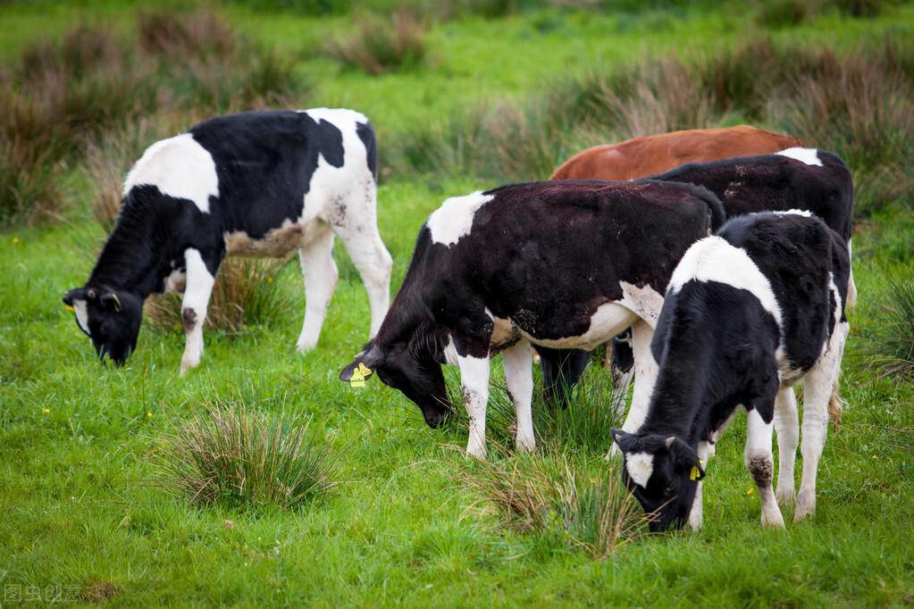母牛缺硒怎么补(牛犊缺硒)-硒宝网