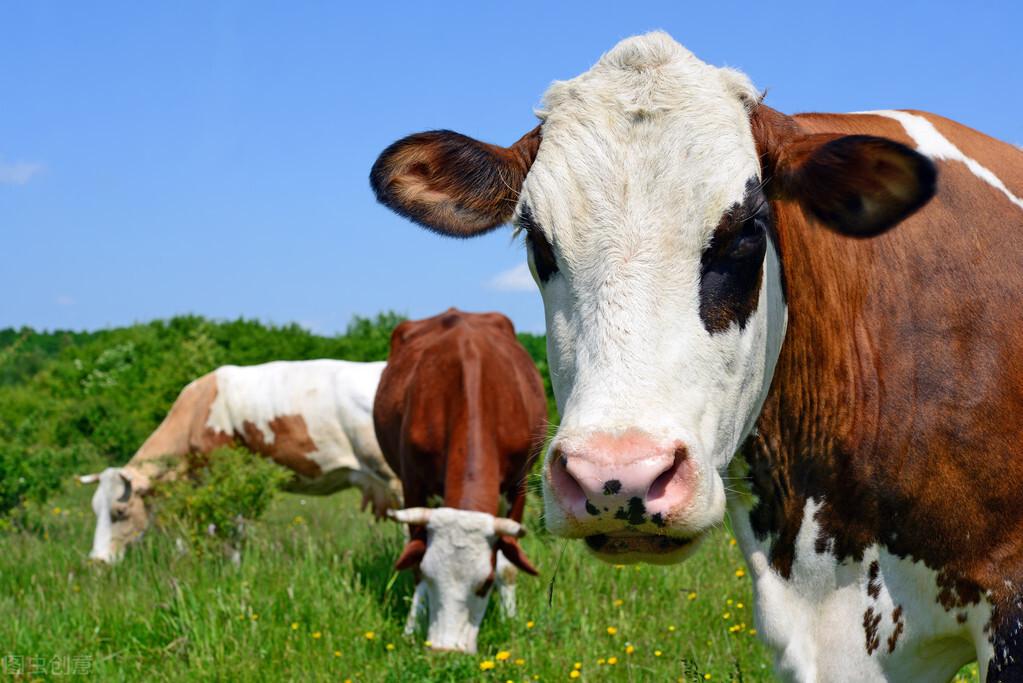 母牛缺硒怎么补(牛犊缺硒)-硒宝网