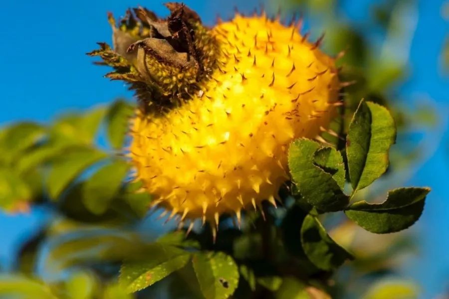 补硒 维生素b(硒与维生素b搭配有何作用)-硒宝网