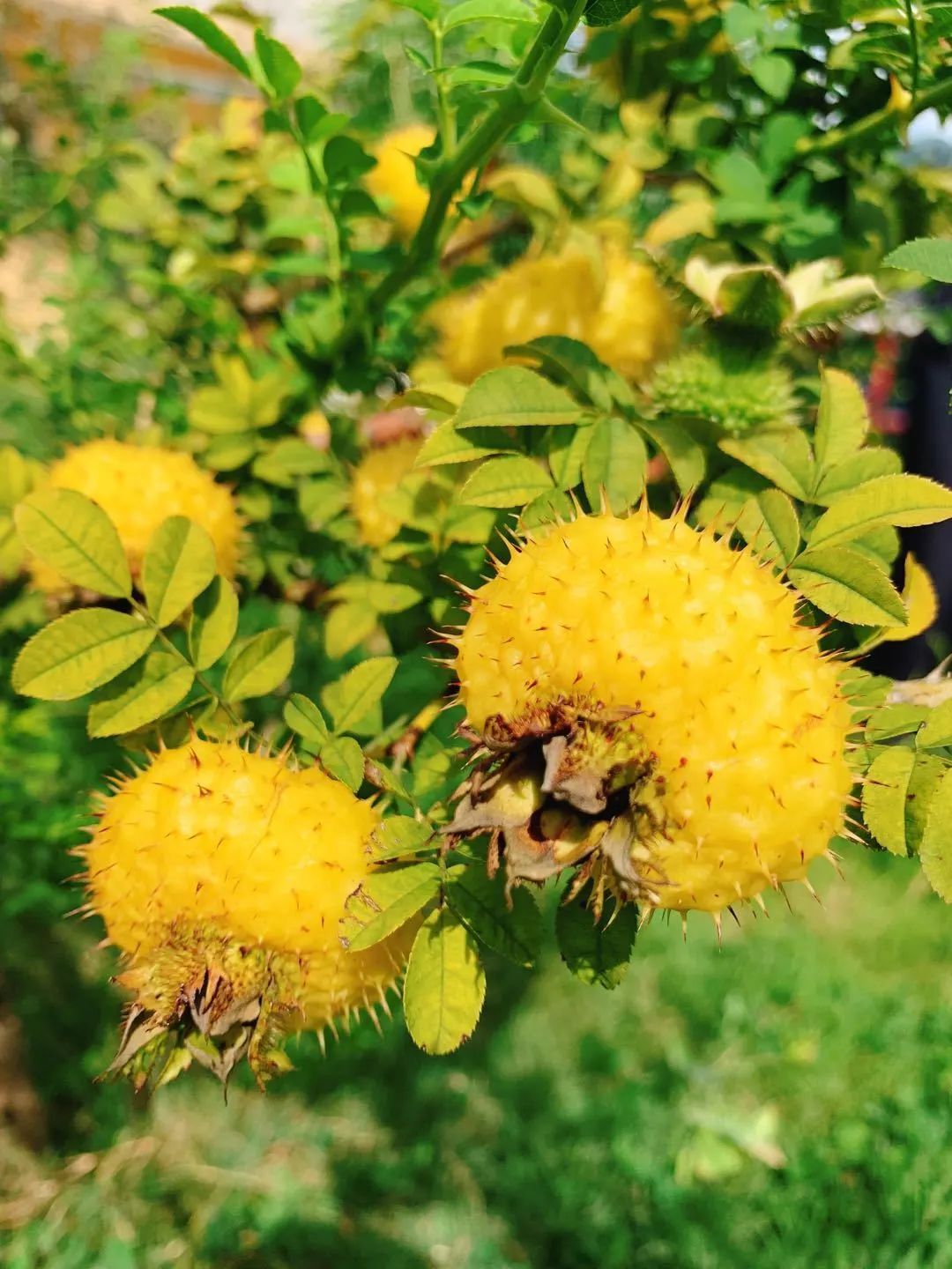 补硒 维生素b(硒与维生素b搭配有何作用)-硒宝网