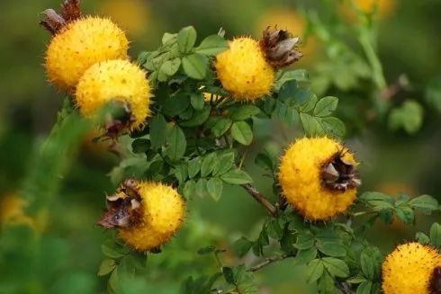 补硒 维生素b(硒与维生素b搭配有何作用)-硒宝网