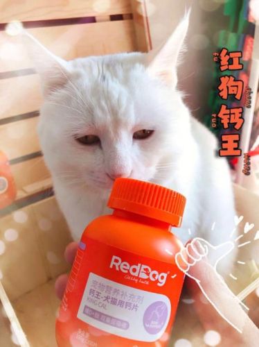 猫咪补钙吃什么好（猫咪补钙吃好还是不吃）-硒宝网