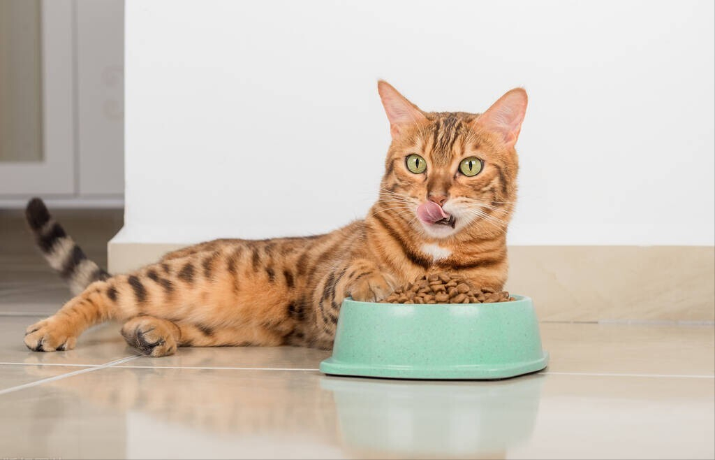 猫咪补钙吃什么好(猫咪补钙吃好还是吃好)-硒宝网