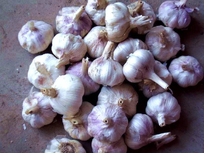 补硒吃哪种油好(有补充硒的药吗)-硒宝网