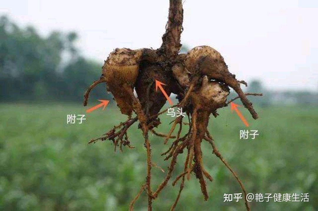 补硒有中成药吗(药补中成硒有什么作用)-硒宝网