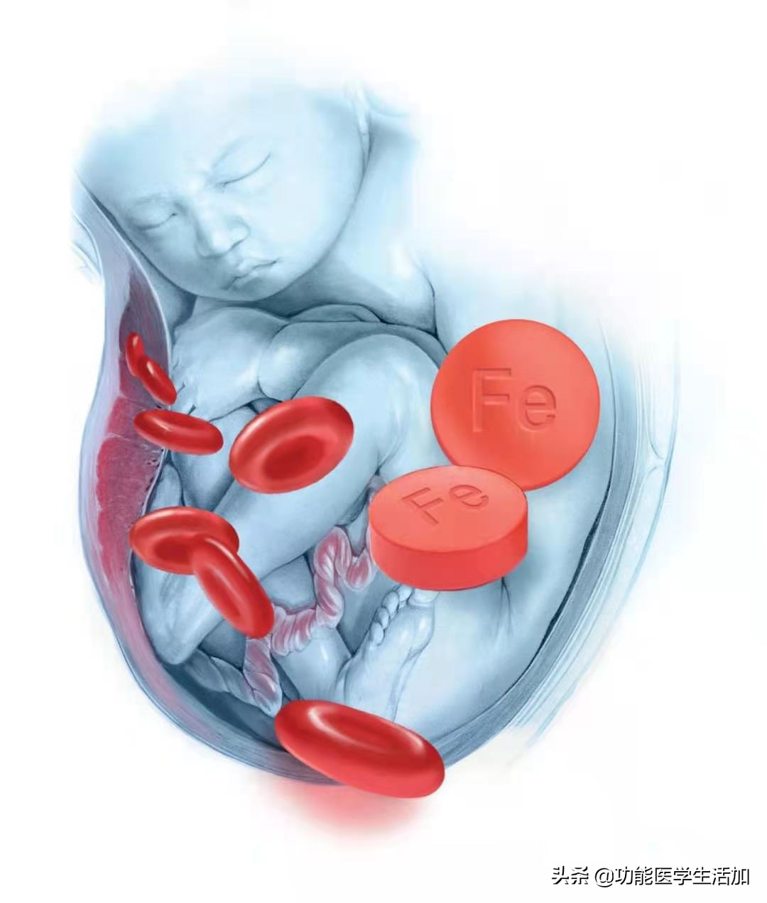 为什么要补铁(补铁要补多长时间)-硒宝网
