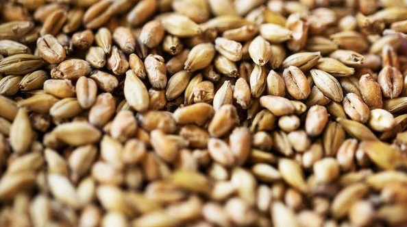 麦芽硒补硒速度（硒麦芽用量）-硒宝网