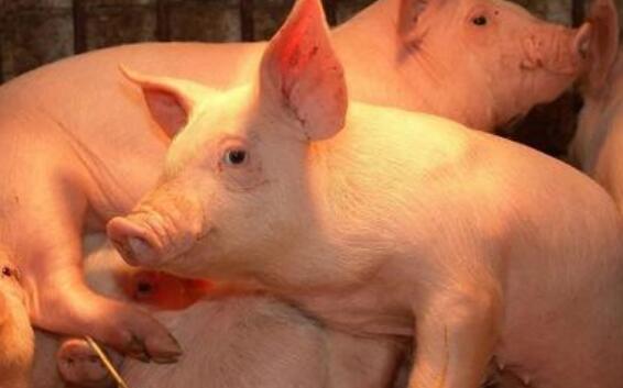 母猪补硒怎么补(母猪缺硒)-硒宝网