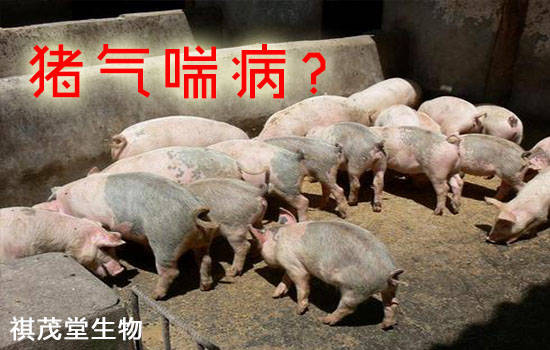 母猪补硒补多了(母猪缺硒对仔猪影响)-硒宝网