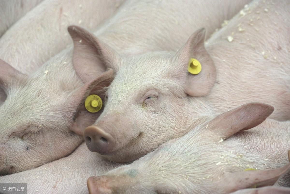 硒怎样补硒元素(硒元素对人体的作用吃什么补)-硒宝网