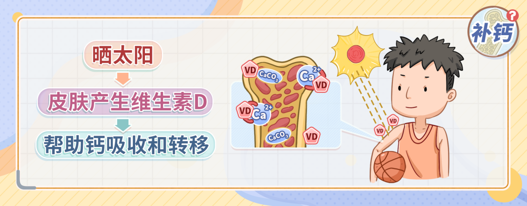 补钙的新知识（补钙知识科普）-硒宝网