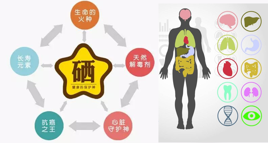 补硒产品有机硒(硒补机产品有假货吗)-硒宝网