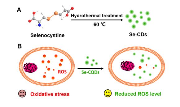 补硒和补igg（补硒的作用与功效）-硒宝网