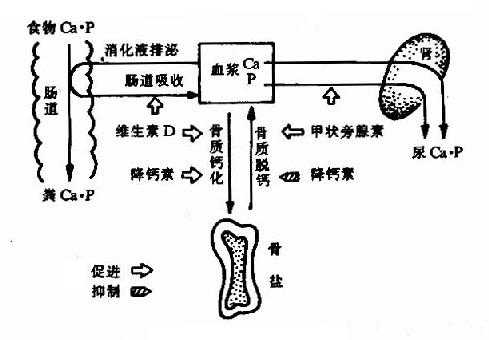 补锌补硒补蛋白(补蛋白补锌硒有用吗)-硒宝网
