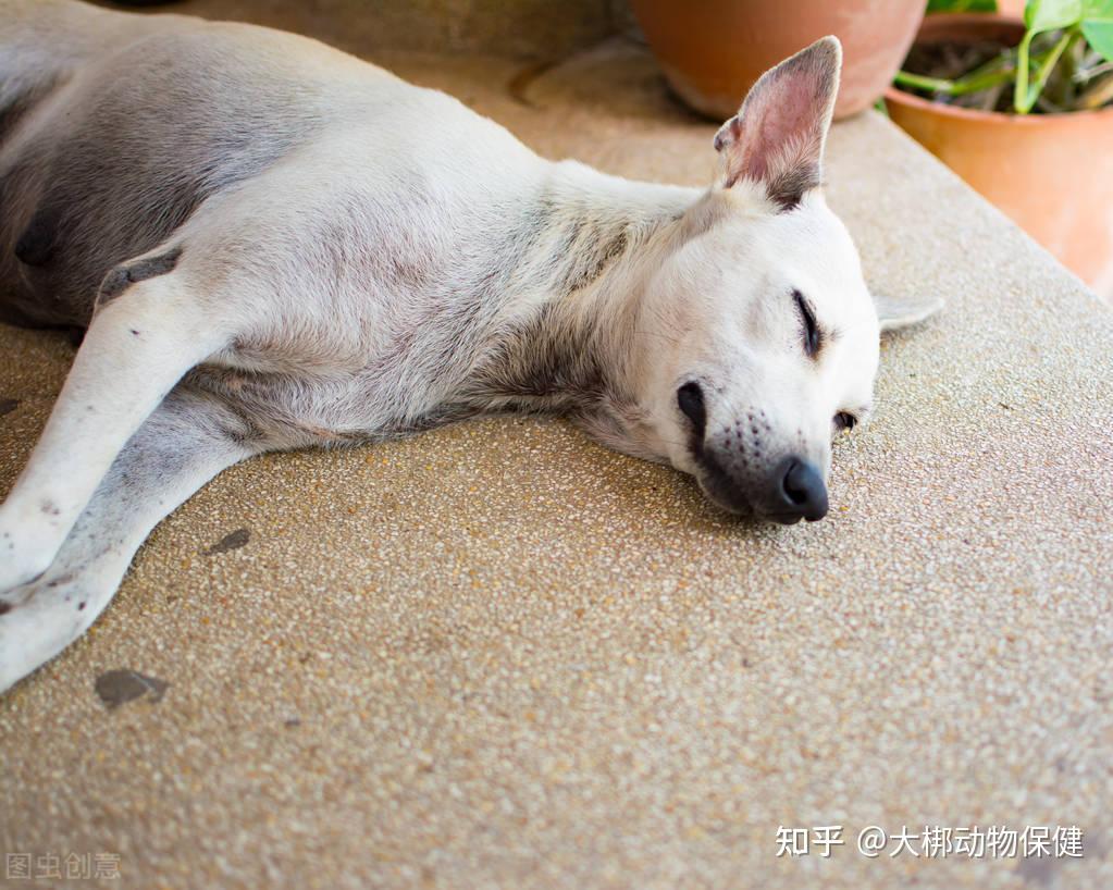 补钙过多的症状(补钙过度的症状)-硒宝网