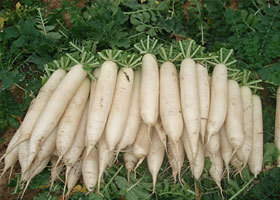 常德锌硒茶补硒(补硒补锌)-硒宝网