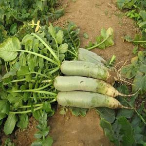 常德锌硒茶补硒(补硒补锌)-硒宝网