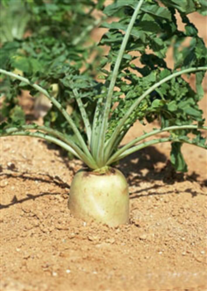 常德锌硒茶补硒(补硒补锌)-硒宝网