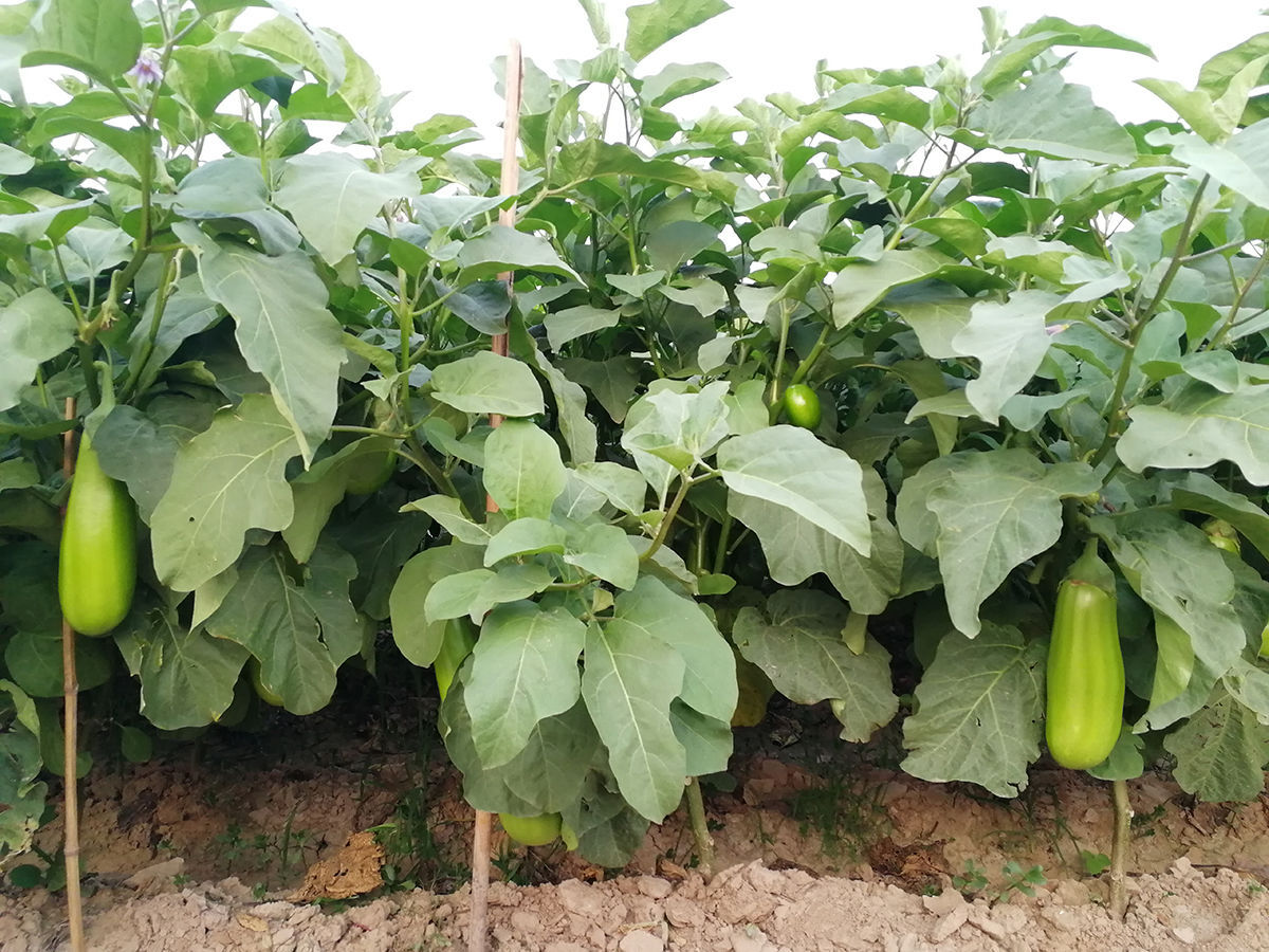 常德锌硒茶补硒（锌硒茶特饮）-硒宝网