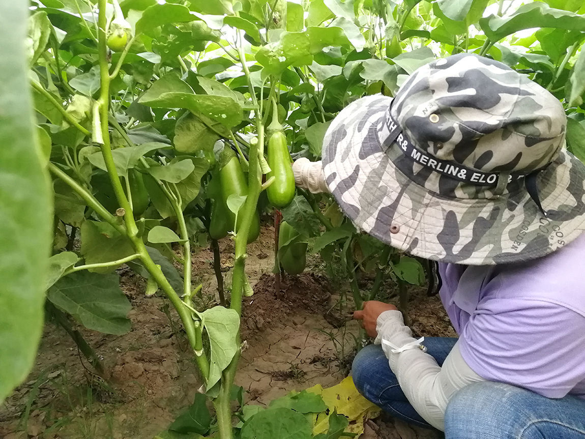 常德锌硒茶补硒（锌硒茶特饮）-硒宝网