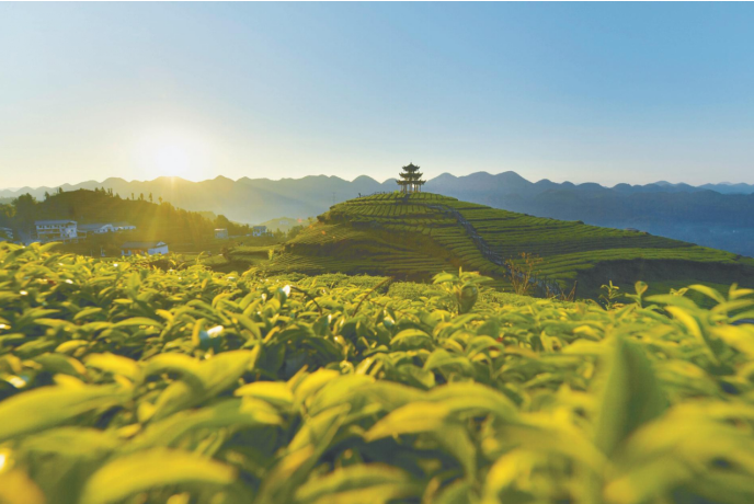 恩施富硒茶补硒(富硒茶恩施)-硒宝网