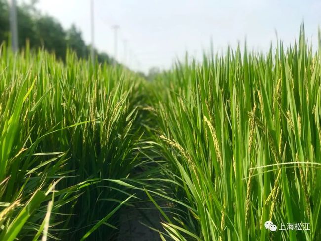 富硒大米补硒吗（硒大米对人的好处）-硒宝网