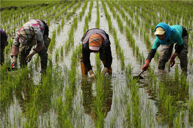 富硒大米补硒吗（硒大米对人的好处）-硒宝网