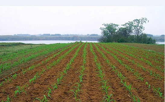 富硒大米补硒吗（硒大米对人的好处）-硒宝网