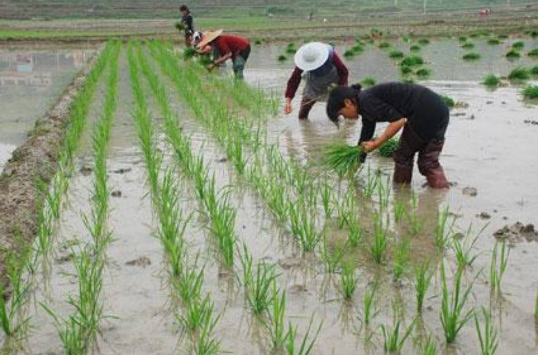 富硒大米补硒吗（硒大米对人的好处）-硒宝网