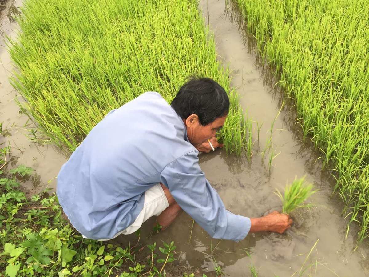 富硒大米补硒吗（硒大米对人的好处）-硒宝网