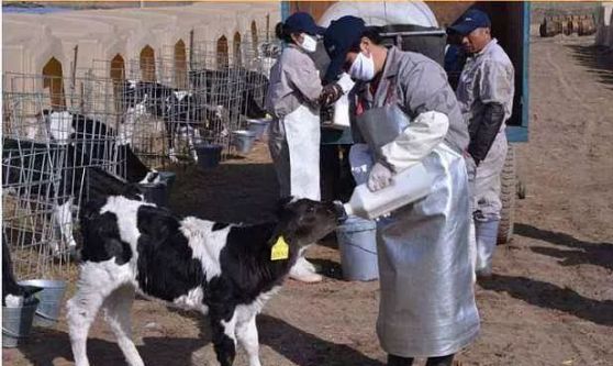 补硒和补牛初乳(牛初乳钙片能补钙吗)-硒宝网