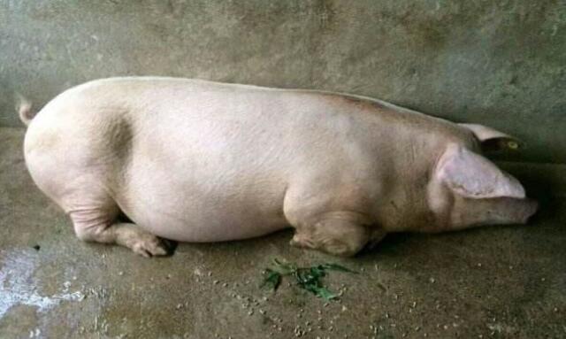 给母猪补硒咋补(母猪补硒的好处)-硒宝网