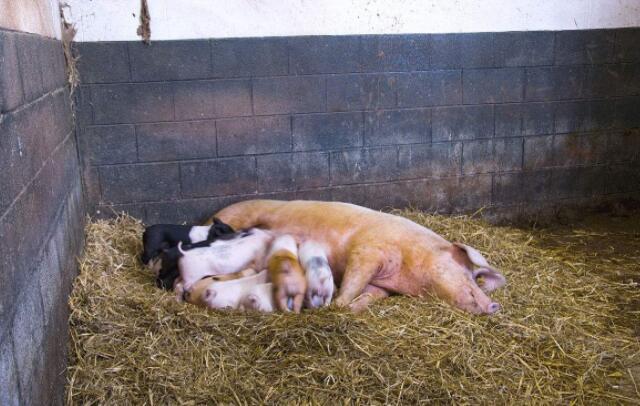 给母猪补硒咋补(母猪补硒的好处)-硒宝网