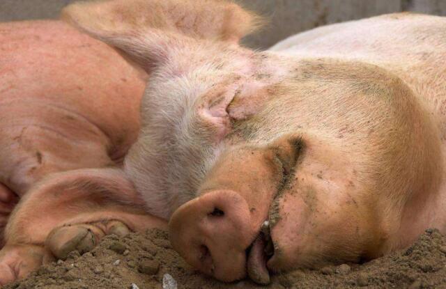 给母猪补硒咋补(母猪补硒的好处)-硒宝网