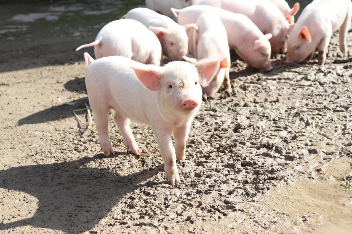 给母猪补硒咋补（母猪补硒什么时候补最好）-硒宝网