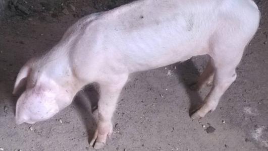 给母猪补硒咋补（母猪补硒什么时候补最好）-硒宝网