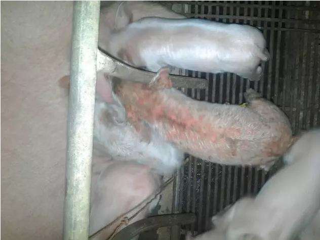 给母猪补硒咋补（母猪补硒什么时候补最好）-硒宝网