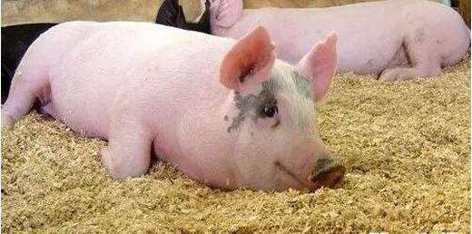 给母猪补硒咋补（母猪补硒什么时候补最好）-硒宝网