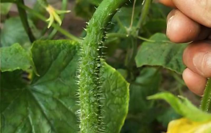 黄瓜籽补钙好还是钙片补钙好(补钙黄瓜籽好还是钙片好)-硒宝网