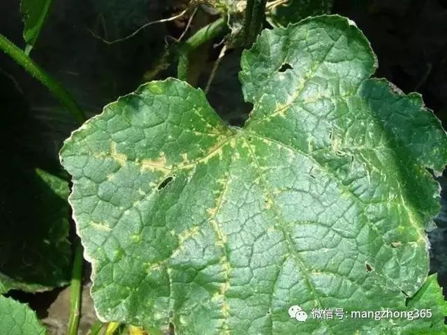 黄瓜籽补钙好还是钙片补钙好(补钙黄瓜籽好还是钙片好)-硒宝网