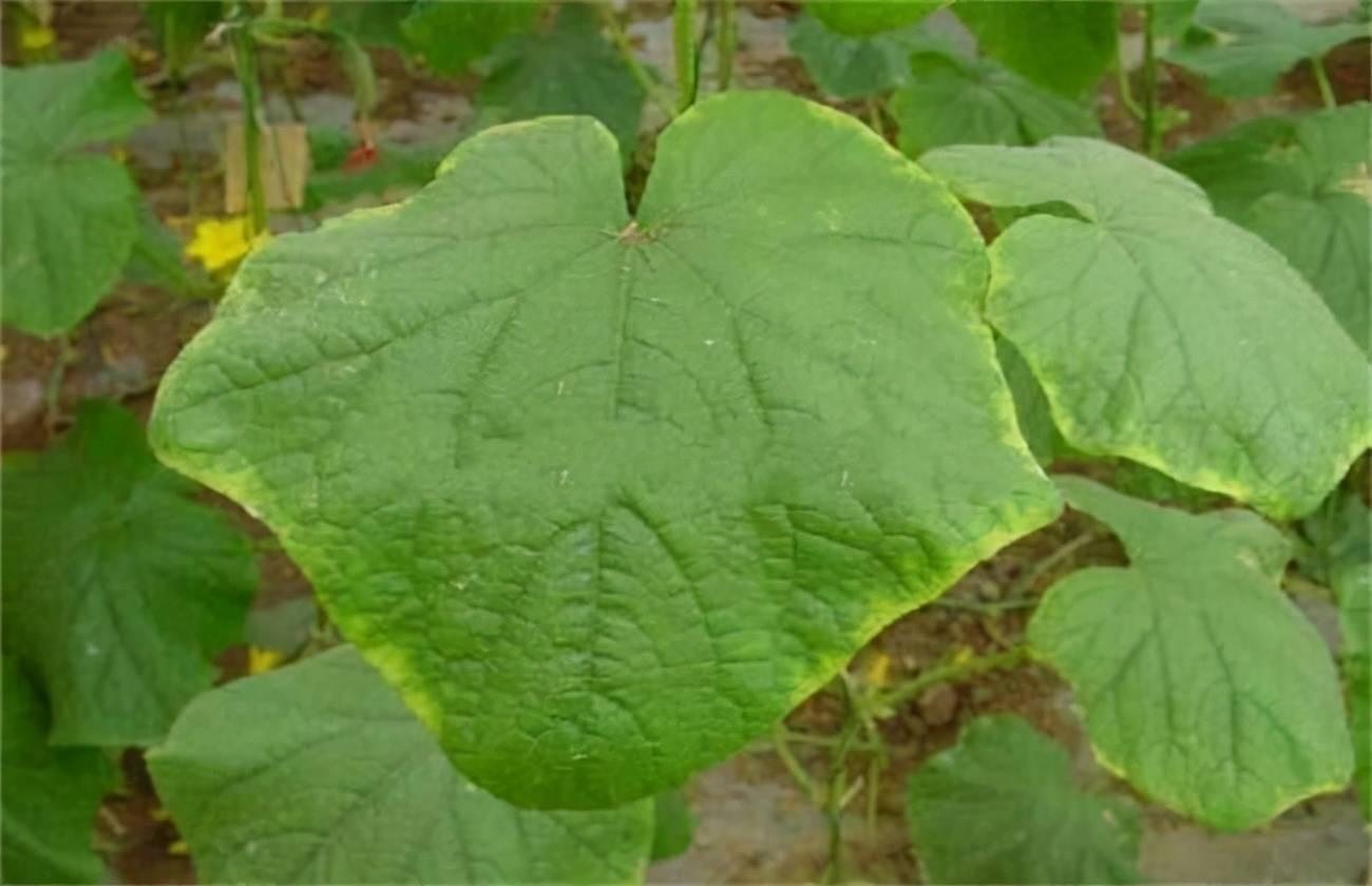 黄瓜籽补钙好还是钙片补钙好(补钙黄瓜籽好还是钙片好)-硒宝网