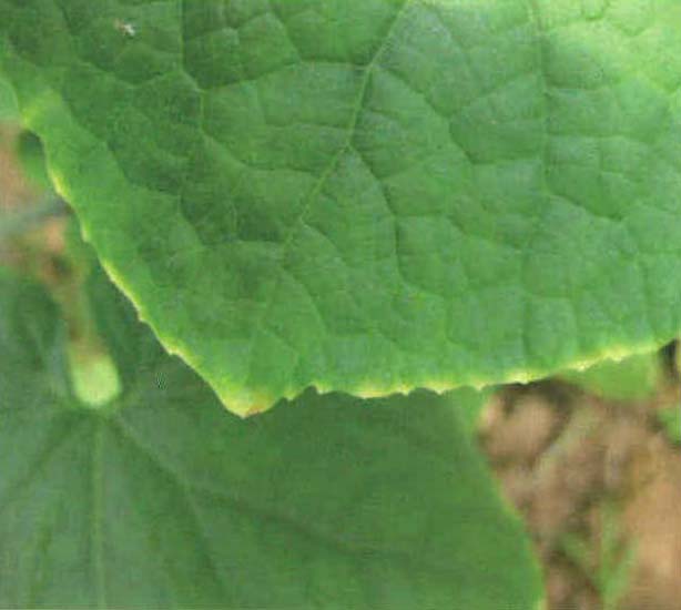 黄瓜籽补钙好还是钙片补钙好(补钙黄瓜籽好还是钙片好)-硒宝网