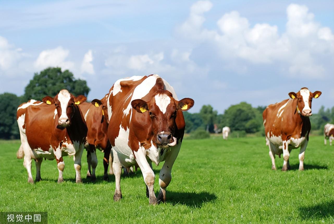给母猪补硒咋补（母猪缺硒对仔猪影响）-硒宝网