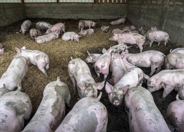 给母猪补硒咋补（母猪缺硒对仔猪影响）-硒宝网